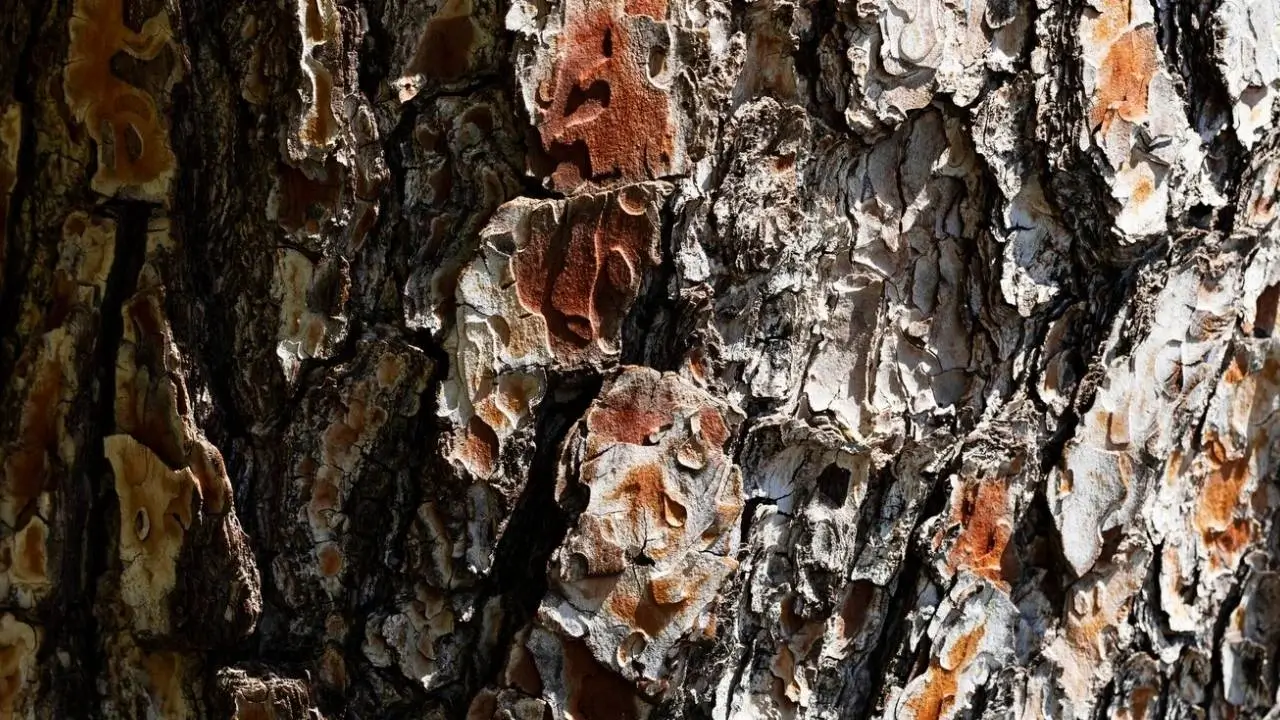 Écorce de pin des Landes